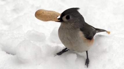 Певчие птицы жертвуют пищей во имя любви  