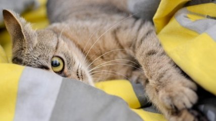 Коронавирус у домашних питомцев: харьковчанам советуют не выпускать домашних котов на улицу