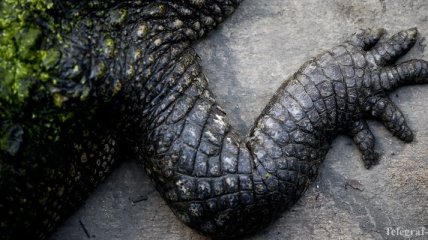 Местные жители Индонезии сделали "вендетту" над крокодилами