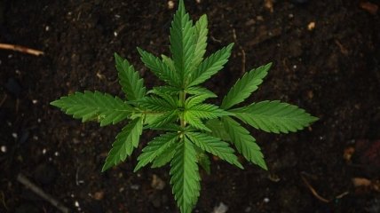 В Донецкой области  у местного жителя нашли почти килограмм марихуаны
