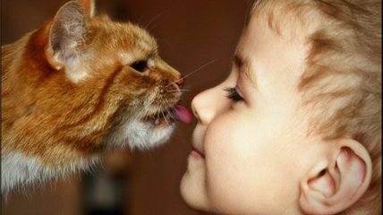 С детской аллергией справятся кошки
