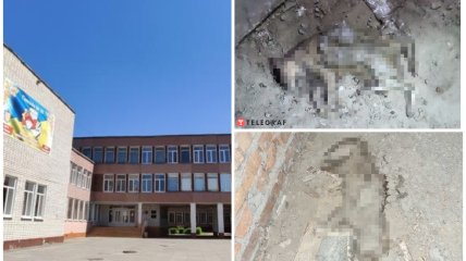 "Умирали долго, в агонии": в школе на Днепропетровщине котят замуровали в подвале