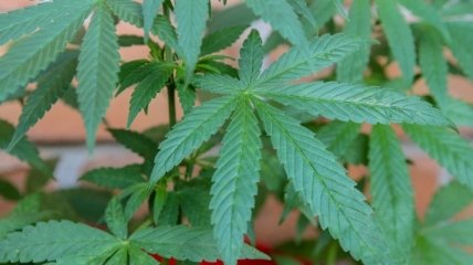 МВД Грузии обещает немедленно пресекать любые попытки потребления марихуаны 