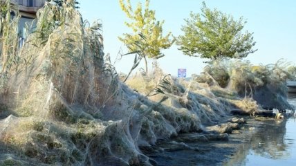 В Греции пауки сплели гигантскую 300-метровую паутину на местном пляже (Видео)
