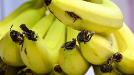 Почему стоит кушать бананы: 10 веских причин