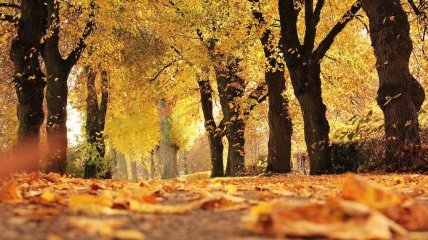 Настає справжня золота осінь