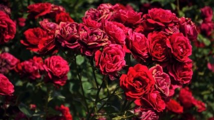 Правильний полив троянд - запорука цвітіння