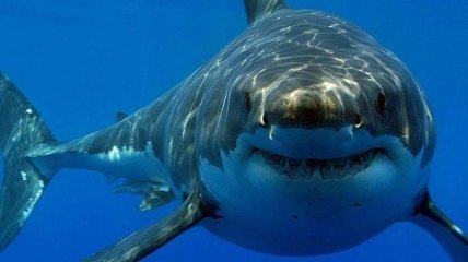 Ученые доказали, что у акул есть характер