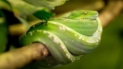 Самые необычные змеи в мире (Фото)