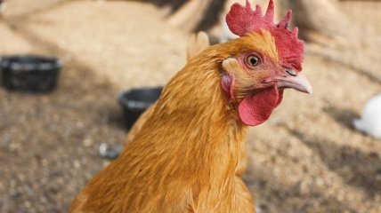 Ирак возобновил закупки курятины из Украины