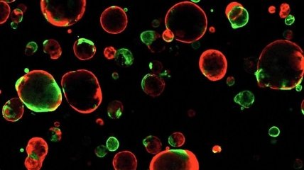 Исследователи вырастили "органоида-киборга" из стволовых клеток