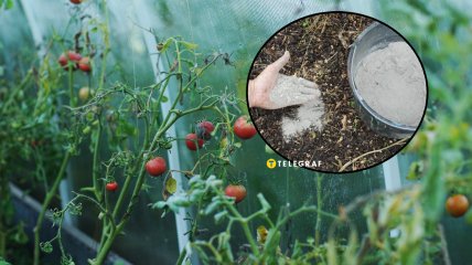 Як правильно підживити ділянку деревною золою