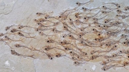 Эксперты обнаружили окаменелость, которая сохранила целую стаю рыбок