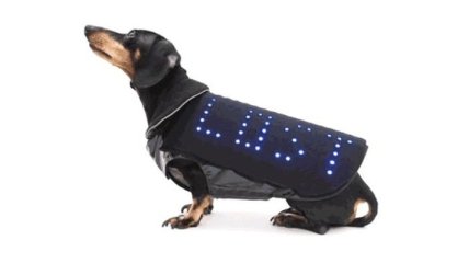 Был разработан LED-плащ, который поможет собаке вернуться к хозяину