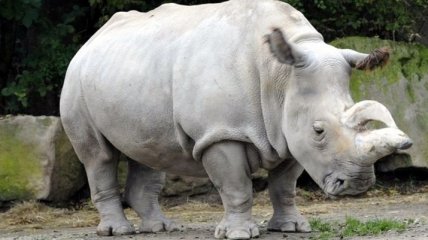Генетики клонируют последний вид белых носорогов 