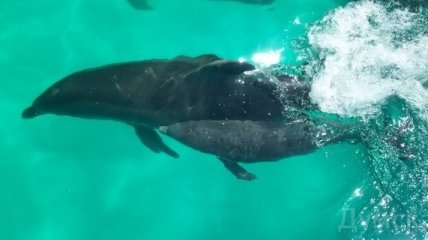 В Одессе родился дельфиненок (Фото, Видео)