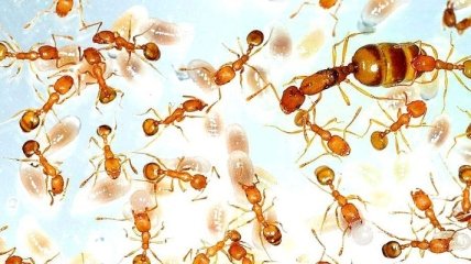 Ученые поведали о пользе муравьев и пауков для человека