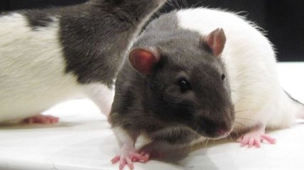Микроглия изменила поведение самцов крыс в период взросления