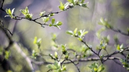 Ученые считают, что весна приходит раньше из-за светового загрязнения 
