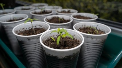 Выращивание помидор из рассады