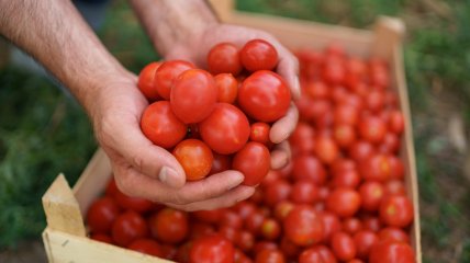 Профилактика и спасение томатов от фитофтороза