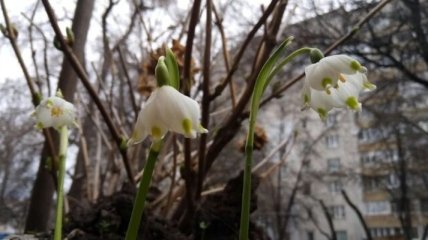 Погода в Украине 31 марта: пасмурно, местами дождь