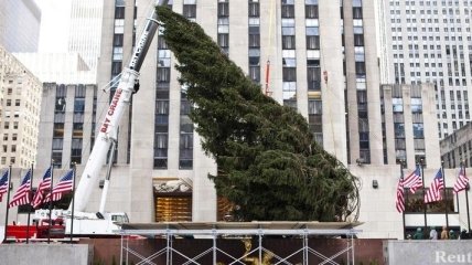 В Нью-Йорке установлена главная в США рождественская елка 