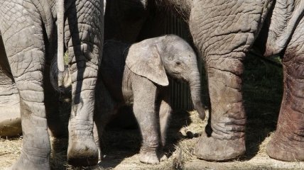 В Зимбабве браконьеры отравили 41 слона цианистым калием