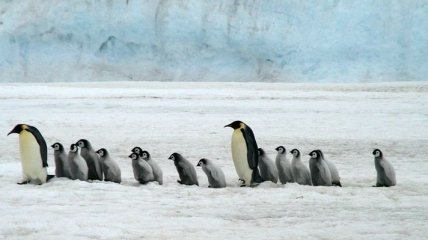 Пингвины под угрозой вымирания в связи с Brexit