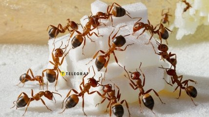 Простые средства от муравьев