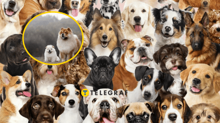 Багато собак