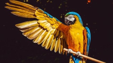 Ученые выяснили, в чем причина долголетия попугаев