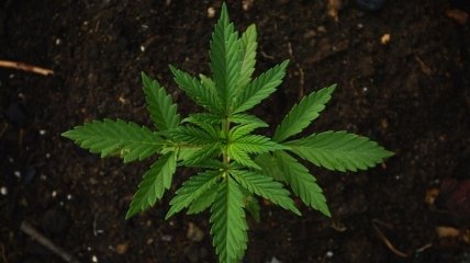 Комитет ВР по правам человека поддержал петицию о легализации медицинской марихуаны