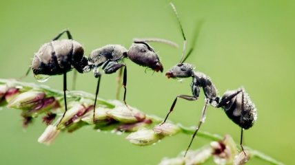 В чем муравьи являются рекордсменами? 