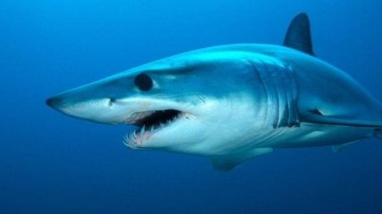 Ученые нашли зубы древней мега-акулы 