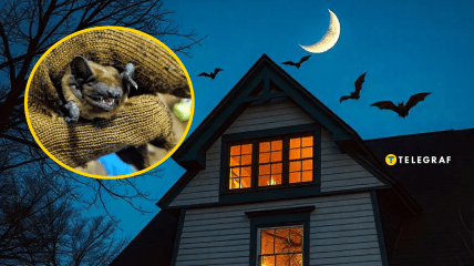 Летучих мышей всегда связывают с мистикой