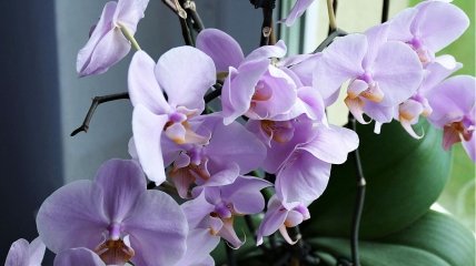 Эффективная подкормка для орхидей