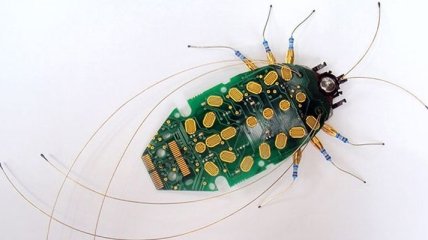Преображение старых компьютеров: бабочки и жуки из техномусора (Фото)