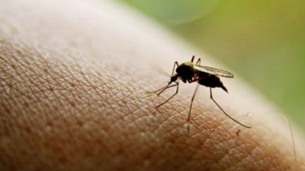 Самые простые способы защиты от комаров