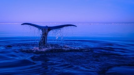 Климатические изменения сильно ударят по популяции китов в южной части планеты