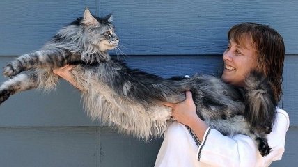 Умер самый длинный в мире кот