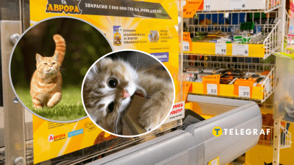 Кот в Авроре