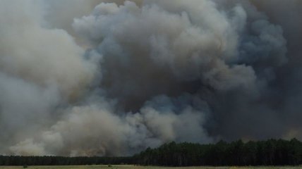 Задержан подозреваемый в поджоге леса в Херсонской области