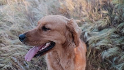 Тиждень буде чудовим для Тельців, Близнюків та Скорпіонів