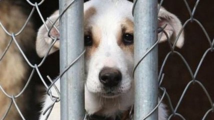 В Украине полиция открыла дело за жестокое обращение с животным 