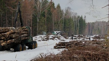 В Луганской области были незаконно срублены 9 тысяч сосен 