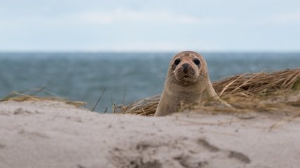 На берегу Каспийского моря нашли сотни мертвых краснокнижных тюленей: появились фото