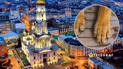 У Харкові побачили лисицю