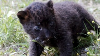 Детеныш пантеры впервые появился перед камерами в Одессе