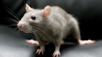 У крыс обнаружили способность мечтать во сне